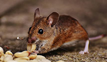 24 Hour & Emergency Exterminators in North Woods Beach, WI